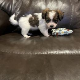 Female 1 - Red white and sable female Papillon puppy in Peoria, Illinois from Sass*A*Frass Papillons
