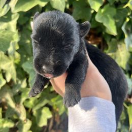 Brian - Black male Scottish Terrier puppy in Chattanooga, Tennessee from Oodles of Cuties!