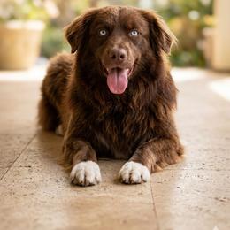 Mercy - Australian Shepherd