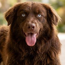 Mercy - Australian Shepherd
