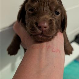Reese aka Willa - Chocolate female Dachshund puppy in Unadilla, Georgia from The Hamsley Kennels of South Georgia