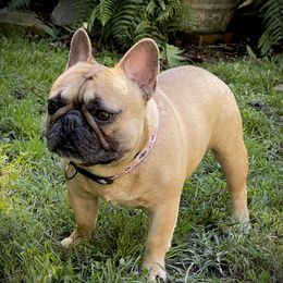 Fausto - French Bulldog