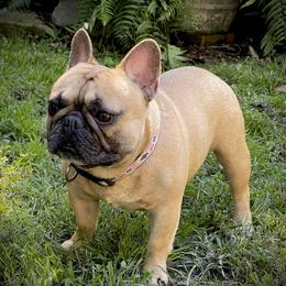 Fausto - French Bulldog