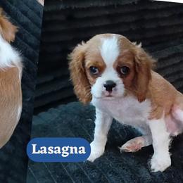 Lasagna - Blenheim male Cavalier King Charles Spaniel puppy in Spring Hill, Florida from Wonderland Cavaliers