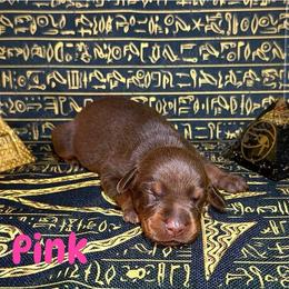 Pink Collar - Red and rust female Doberman Pinscher puppy in Louisville, Kentucky from Ruiz Dobermans