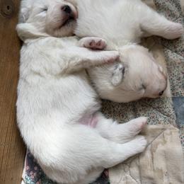 Girl 4 - White female Samoyed puppy in Glasgow, Kentucky from Bluegrass Samoyeds