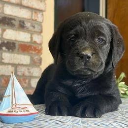 Skipper - Black male Labrador Retriever puppy in Dixon, California from Rosslyn Labradors (Rose-Line)