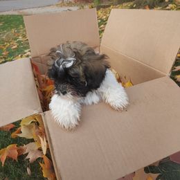 Shihpoos from Rika' Family