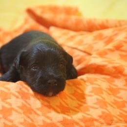 Evie - Black female Miniature Schnauzer puppy in San Bernardino, California from Rose Lane Schnauzers