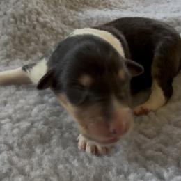 Bianca - Black white and tan female Collie puppy in Malvern, Arkansas from Lost Acres Collies