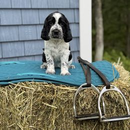 Atlanta - Black and white female English Springer Spaniel puppy in Barnstead, New Hampshire from C & S Farms