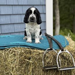 Atlanta - Black and white female English Springer Spaniel puppy in Barnstead, New Hampshire from C & S Farms