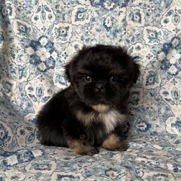 Boomer - Black and tan male Shih Tzu puppy in Shawnee, Oklahoma from Black Velvet Shih Tzu