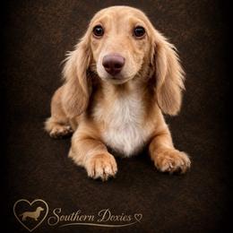 Toby - Dachshund