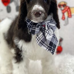 Poodle Puppies from Southern Elegance Standards