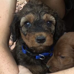 Chewie - Goldendoodle puppy in Utah from PollyWally Doodle