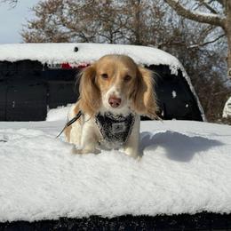 Holly - Dachshund