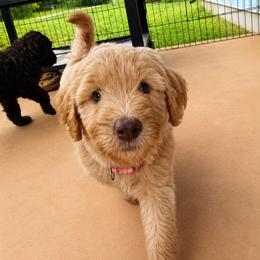 Leeli Wingfeather - Cream female Labradoodle puppy in Rock Island, Tennessee from Harvest Sky Kennels