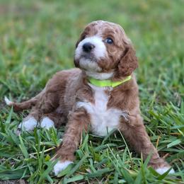 Juliette - Red  female Goldendoodle puppy in Palm Harbor, Florida from Macis Golden Doodles