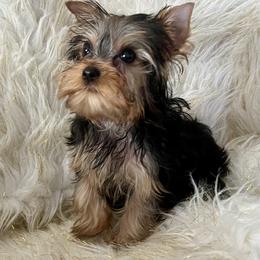 Girl 3 - Blue and gold female Yorkshire Terrier puppy in Darrington, Washington from Seven Cedars Yorkies