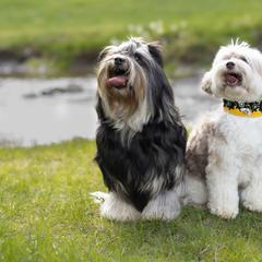 Lowchen and Poodles from Lionkru Lowchen and Standard Poodles