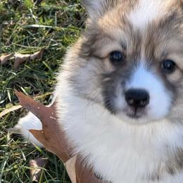 Girl 1 - White and red female Pembroke Welsh Corgi puppy in La Plata, Maryland from Signature Corgis