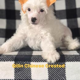 Valentino - White male Chinese Crested puppy in Kentucky from Qilin Chinese Crested
