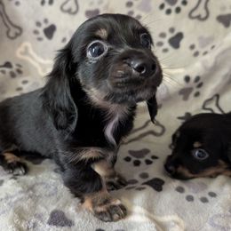 Sam the Black and Cream Boy - Black and cream male Dachshund puppy in Pelion, South Carolina from Doitsujin Dachshunds