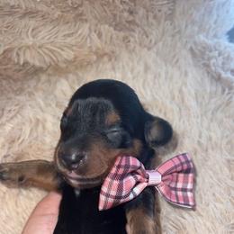 Dachshund and French Bulldog Puppies from Trust Fund Devil Kennel