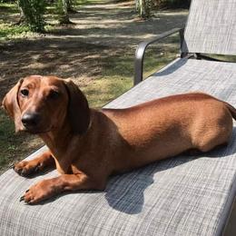 "Dutton(male)" Dachshund All Grown Up from Luna May's daschunds