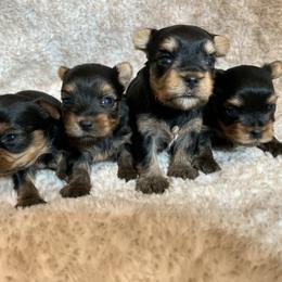 Yorkshire Terrier puppies from Heritage Yorkies