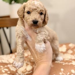 Mac - Cream male Goldendoodle puppy in Upper Sandusky, Ohio from Rock Run Homestead