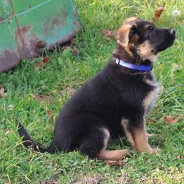 German Shepherd Puppies from Von Kunstlerisch