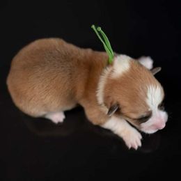 American Corgi and Pembroke Welsh Corgi Puppies from Constellation Corgi