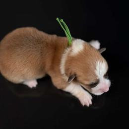 American Corgi and Pembroke Welsh Corgi Puppies from Constellation Corgi
