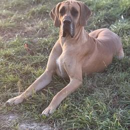 Charlie - Great Dane