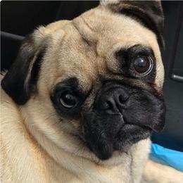 Daisy Mae - Fawn female Pug puppy in Olin, North Carolina from Piggy Pugs