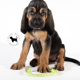 Lime Green Girl - Black and tan Bloodhound puppy in Wamego, Kansas from Flint Hills Hounds