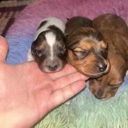Shaded red dapple girl - Dapple female Dachshund puppy in Coeburn, Virginia from Southern Sweetheart Kennels