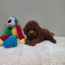Negan (AKC) - Red  male Poodle puppy in Rainbow City, Alabama from Spinks Poodles