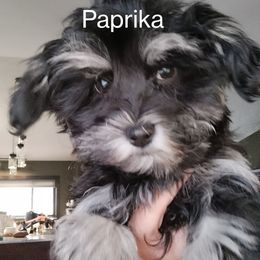 Paprika - Black and white female Havanese puppy in New Castle, Colorado from Havanese Havaton Pups