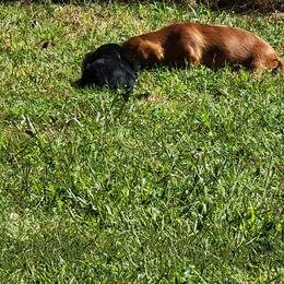 Dachshund Puppies from CLARK'S BREEDING PROGRAM