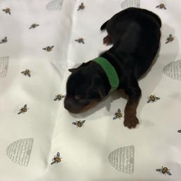 Green - Black and tan female Yorkshire Terrier puppy in North Las Vegas, Nevada from KD's Yorkshire Terriers