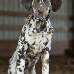 Dalmatian Puppies from Missouri Dalmatians