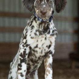 Dalmatian Puppies from Missouri Dalmatians
