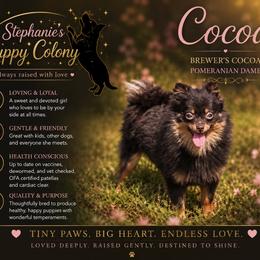 Cocoa - Pomeranian