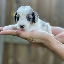 Storm Chaser - Lightening - Merle female Bernedoodle puppy in Charleston, South Carolina from Palm Belle Doodles