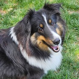 Jazzabelle - Shetland Sheepdog