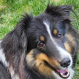 Jazzabelle - Shetland Sheepdog