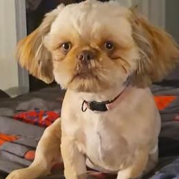 Pinkie - Shih Tzu